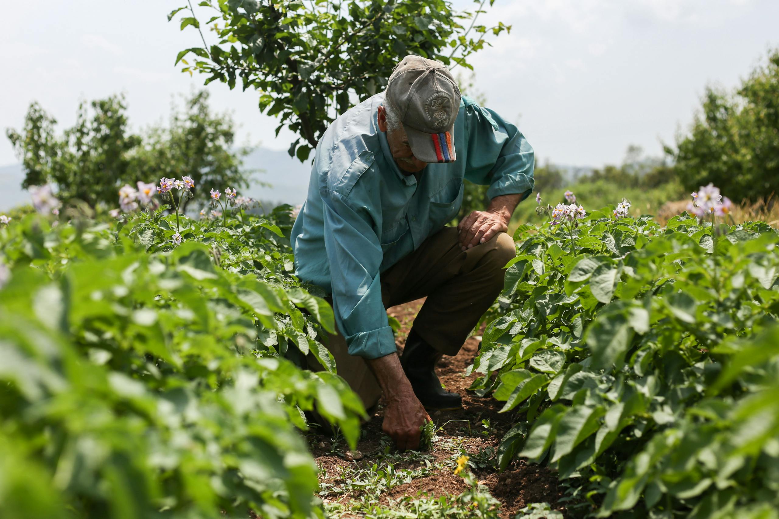 Senior adult man squatting in a Syrian field, engaged in farming activities.